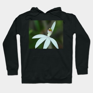 Lady finger orchid .. Caladenia catenata Hoodie